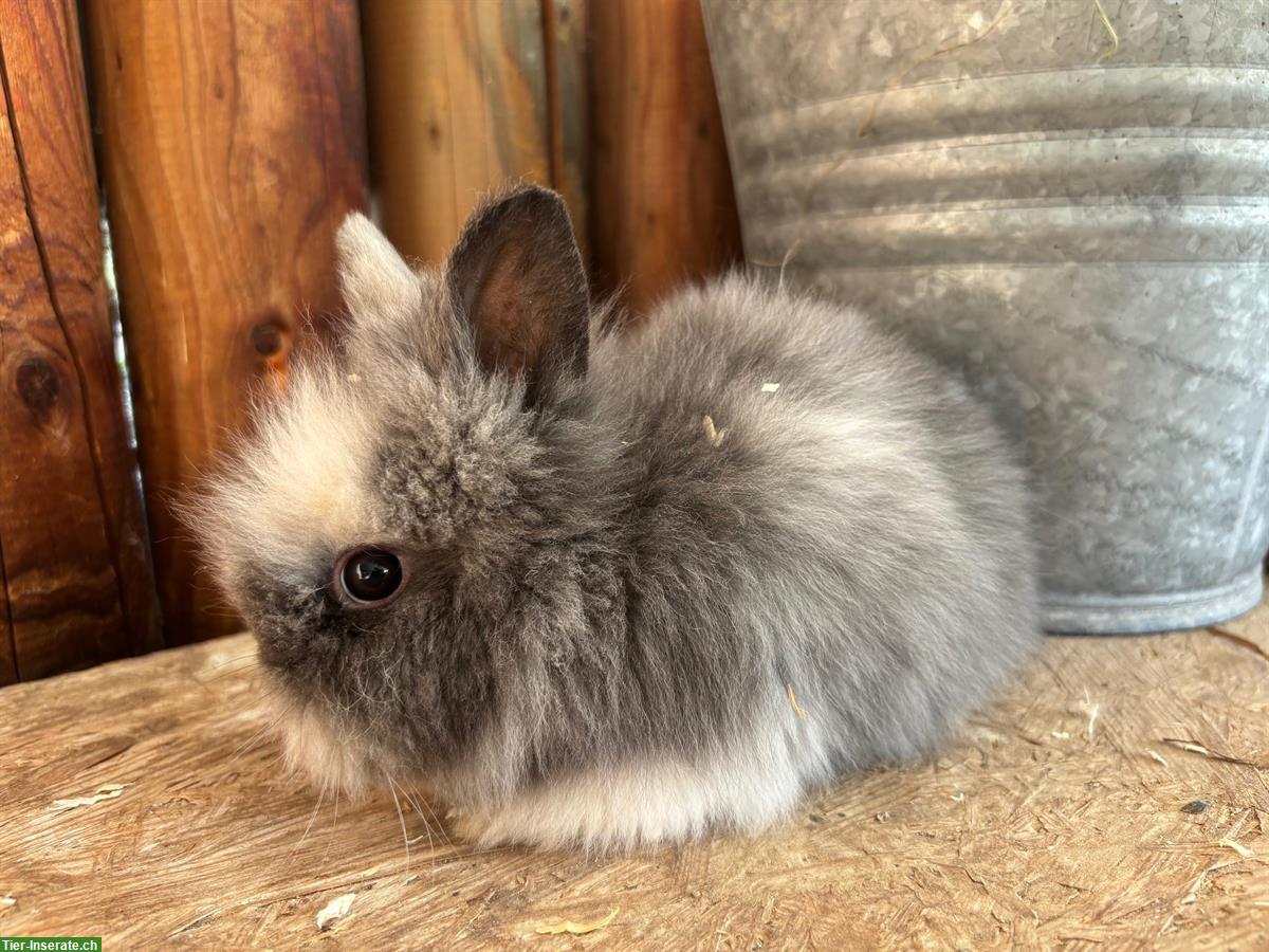 Bild 5: Junge Löwenkopf Kaninchen zu verkaufen