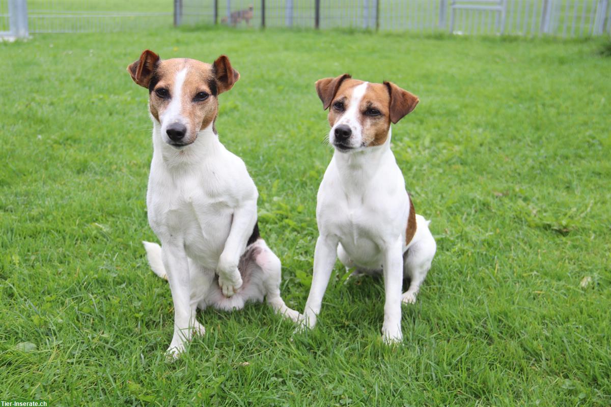 Parson Russell Terrier Welpen | Wurfankündigung
