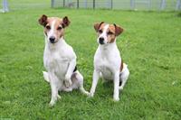 Parson Russell Terrier Welpen | Wurfankündigung
