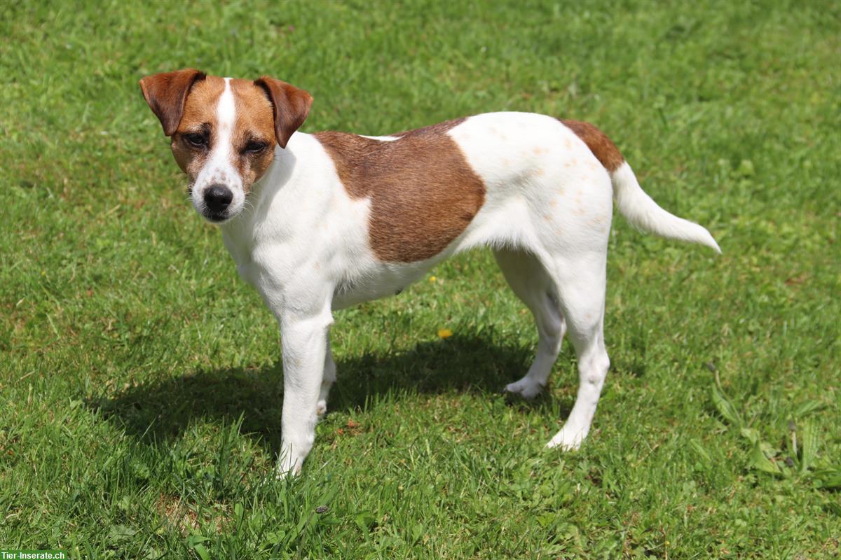 Bild 2: Parson Russell Terrier Welpen | Wurfankündigung