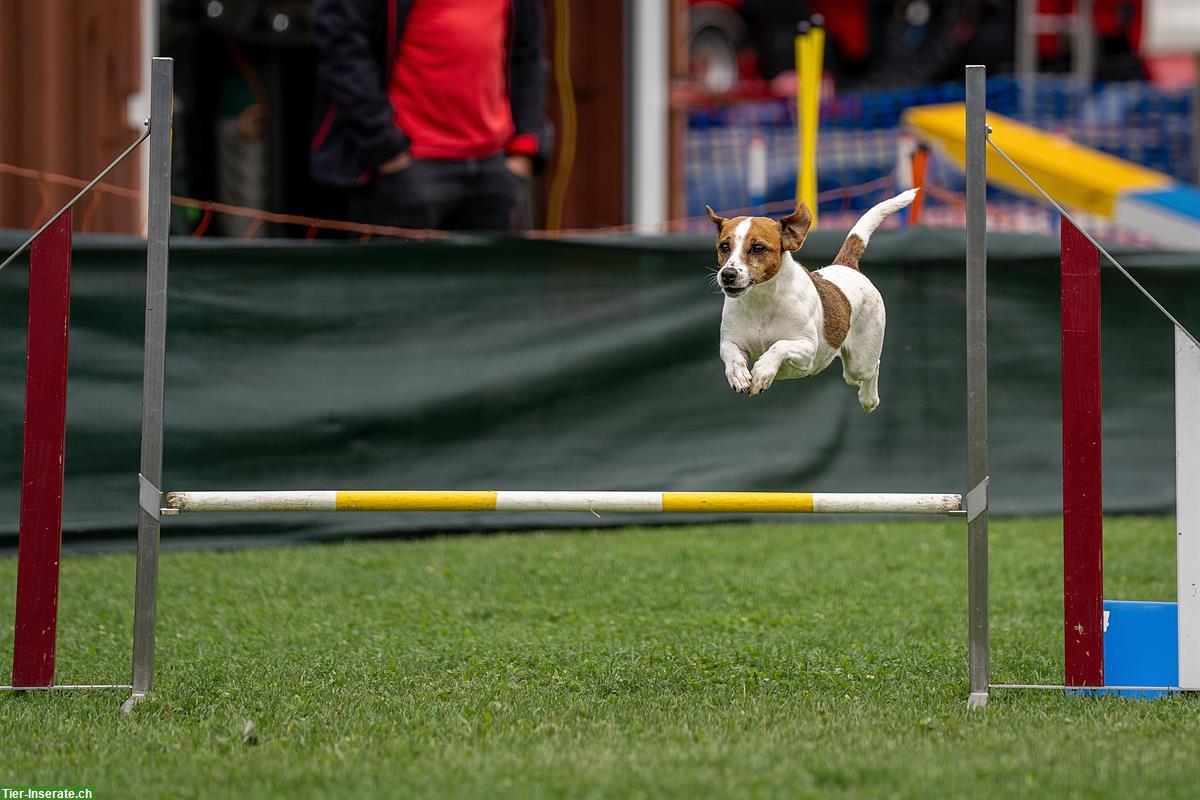 Bild 3: Parson Russell Terrier Welpen | Wurfankündigung