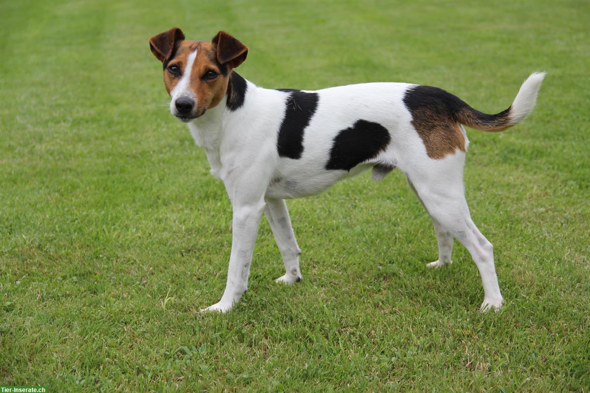 Bild 4: Parson Russell Terrier Welpen | Wurfankündigung