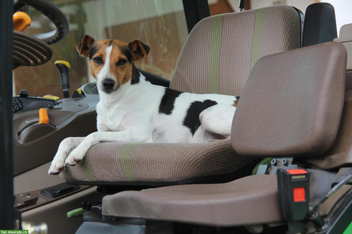 Bild 5: Parson Russell Terrier Welpen | Wurfankündigung