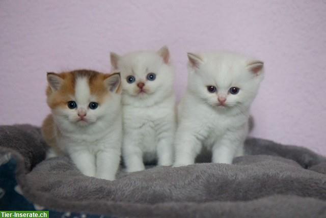 Reinrassige BKH Kitten mit Stammbaum