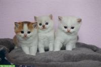 Reinrassige BKH Kitten mit Stammbaum