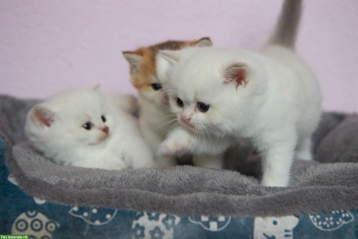 Bild 2: Reinrassige BKH Kitten mit Stammbaum