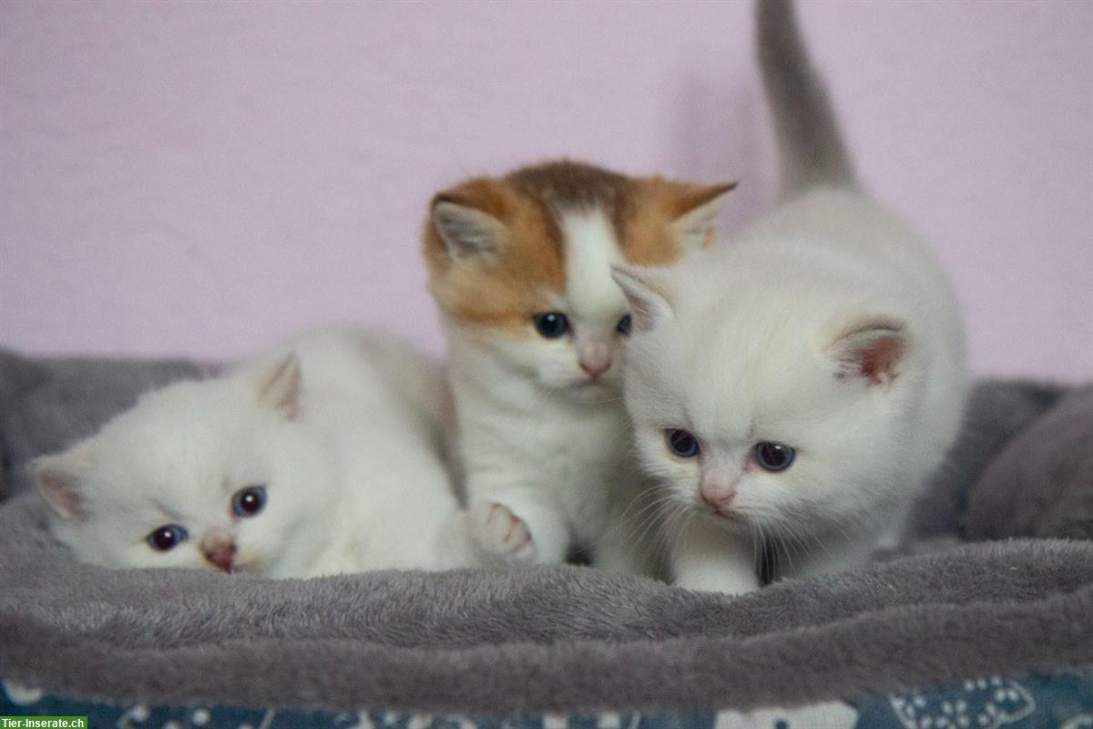 Bild 3: Reinrassige BKH Kitten mit Stammbaum