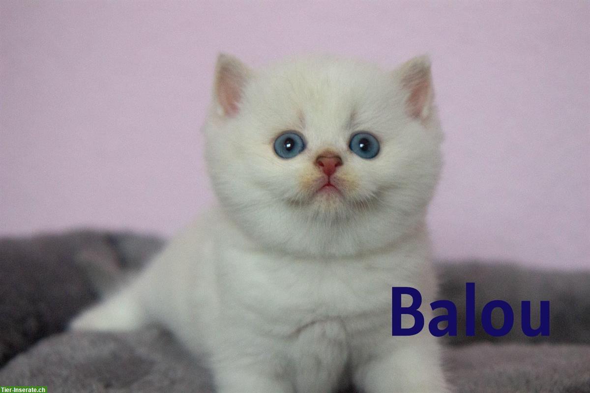 Bild 4: Reinrassige BKH Kitten mit Stammbaum