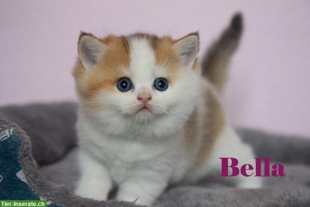 Bild 5: Reinrassige BKH Kitten mit Stammbaum