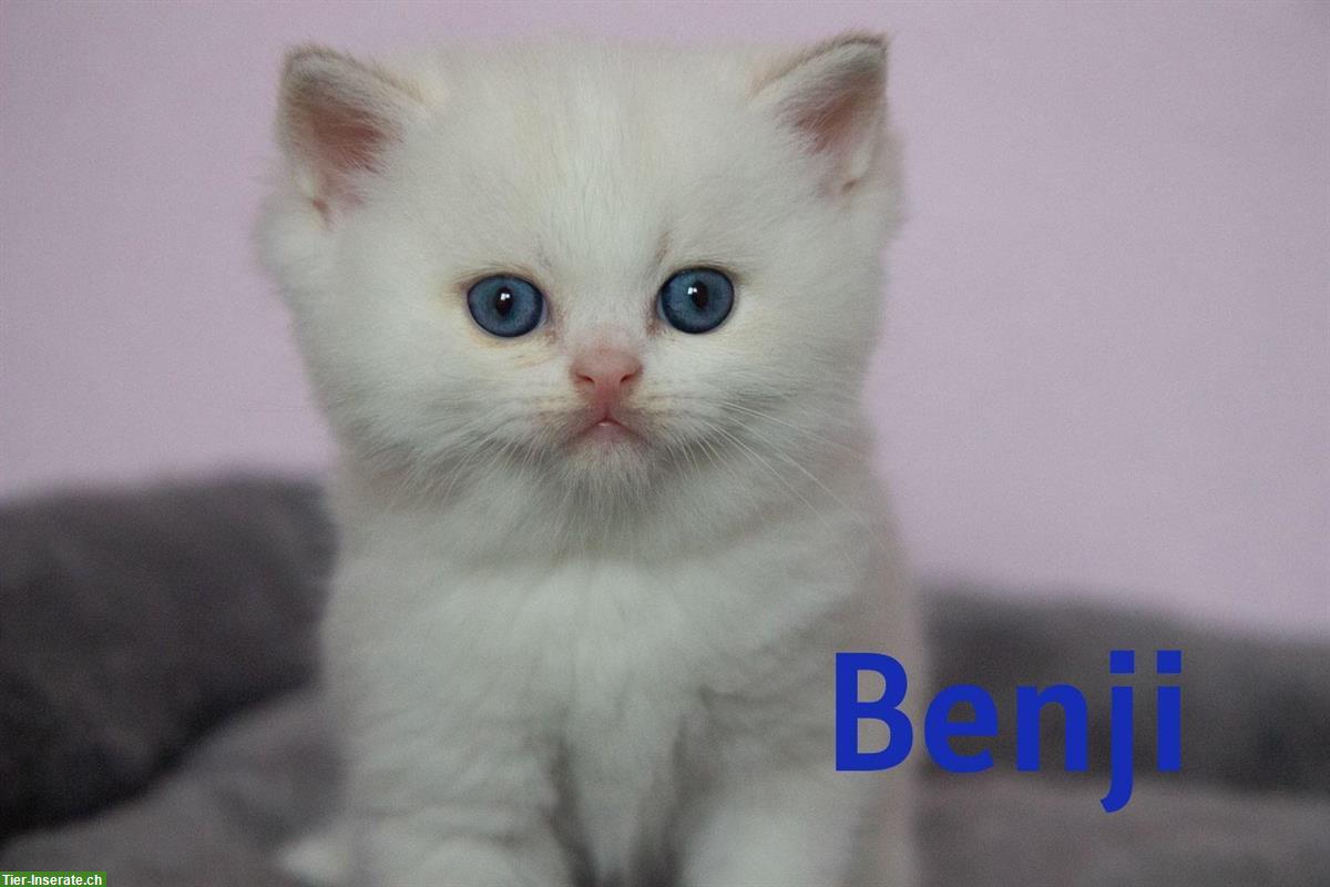 Bild 6: Reinrassige BKH Kitten mit Stammbaum