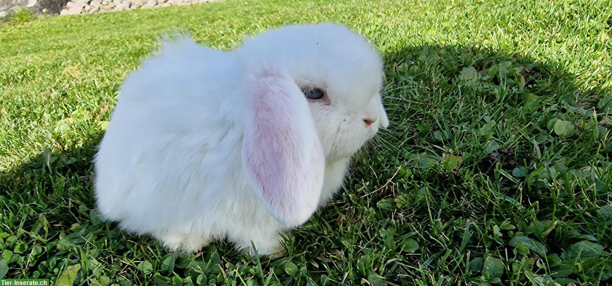 Bild 2: Herzige Zwergwidder aus Aussenhaltung