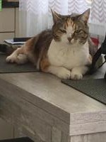 Weibliche Katze, kastriert, sehr lieb abzugeben