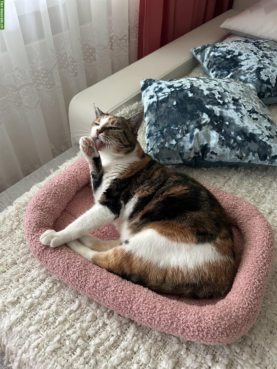 Bild 3: Weibliche Katze, kastriert, sehr lieb abzugeben