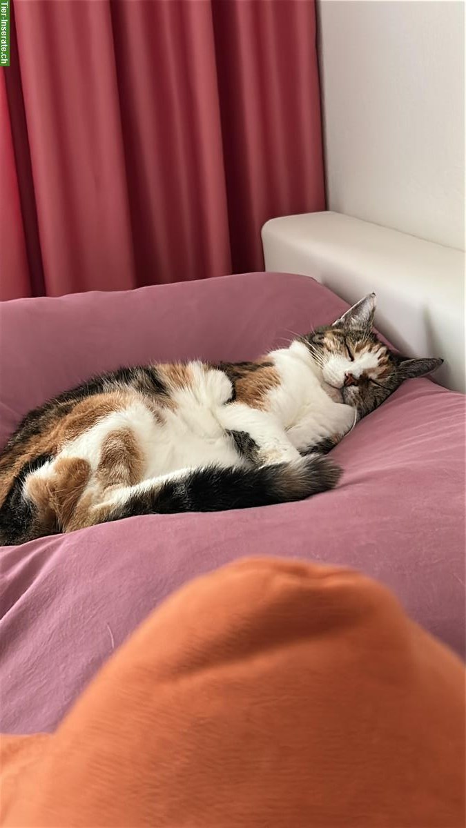 Bild 4: Weibliche Katze, kastriert, sehr lieb abzugeben