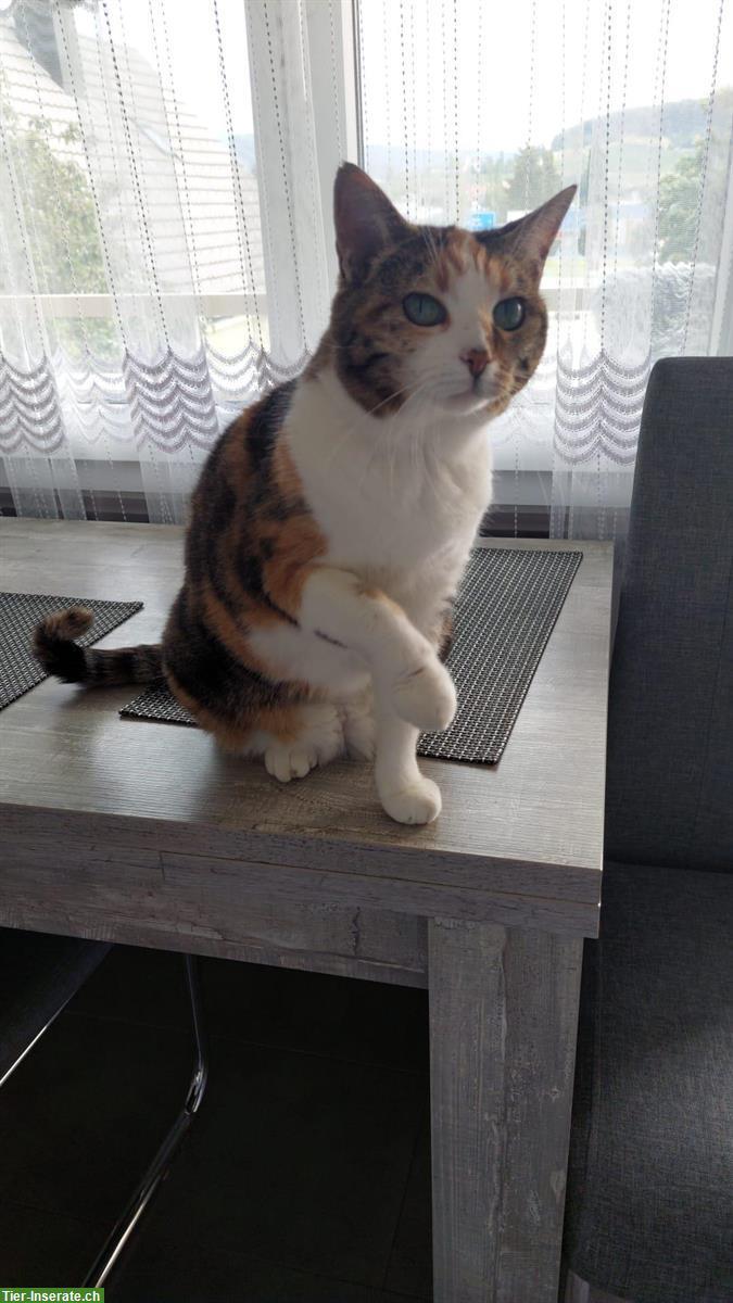 Bild 5: Weibliche Katze, kastriert, sehr lieb abzugeben