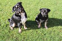 Mops Welpen vom Ricken | Wurfankündigung