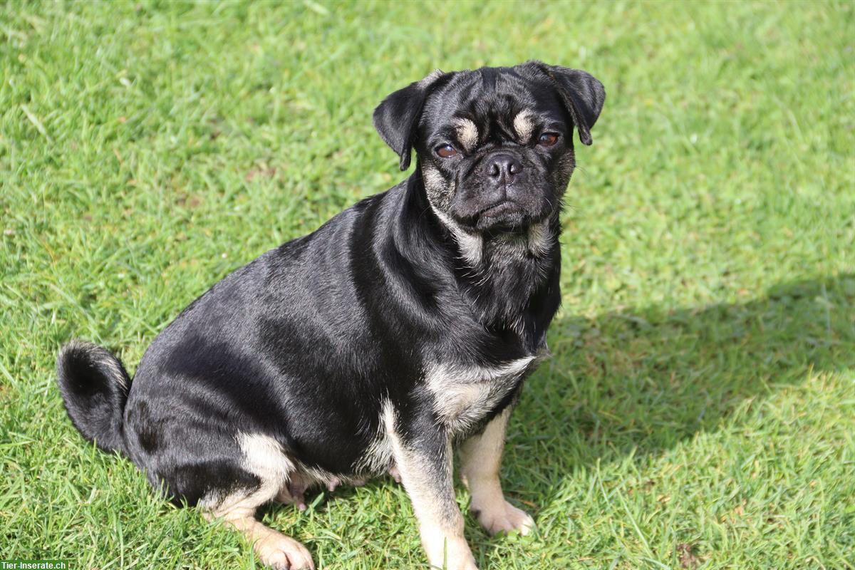 Bild 2: Mops Welpen vom Ricken | Wurfankündigung