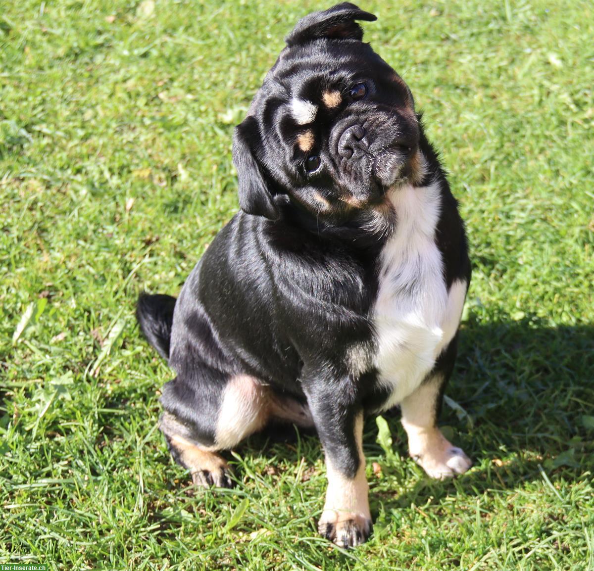 Bild 3: Mops Welpen vom Ricken | Wurfankündigung