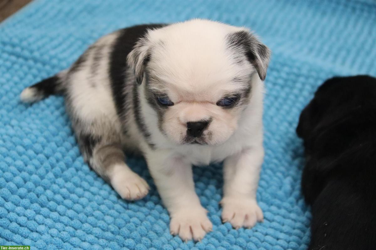 Bild 4: Mops Welpen vom Ricken