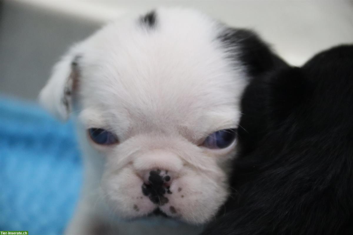 Bild 5: Mops Welpen vom Ricken