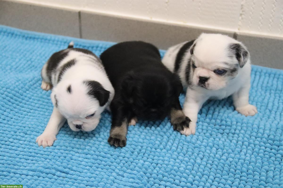 Bild 6: Mops Welpen vom Ricken
