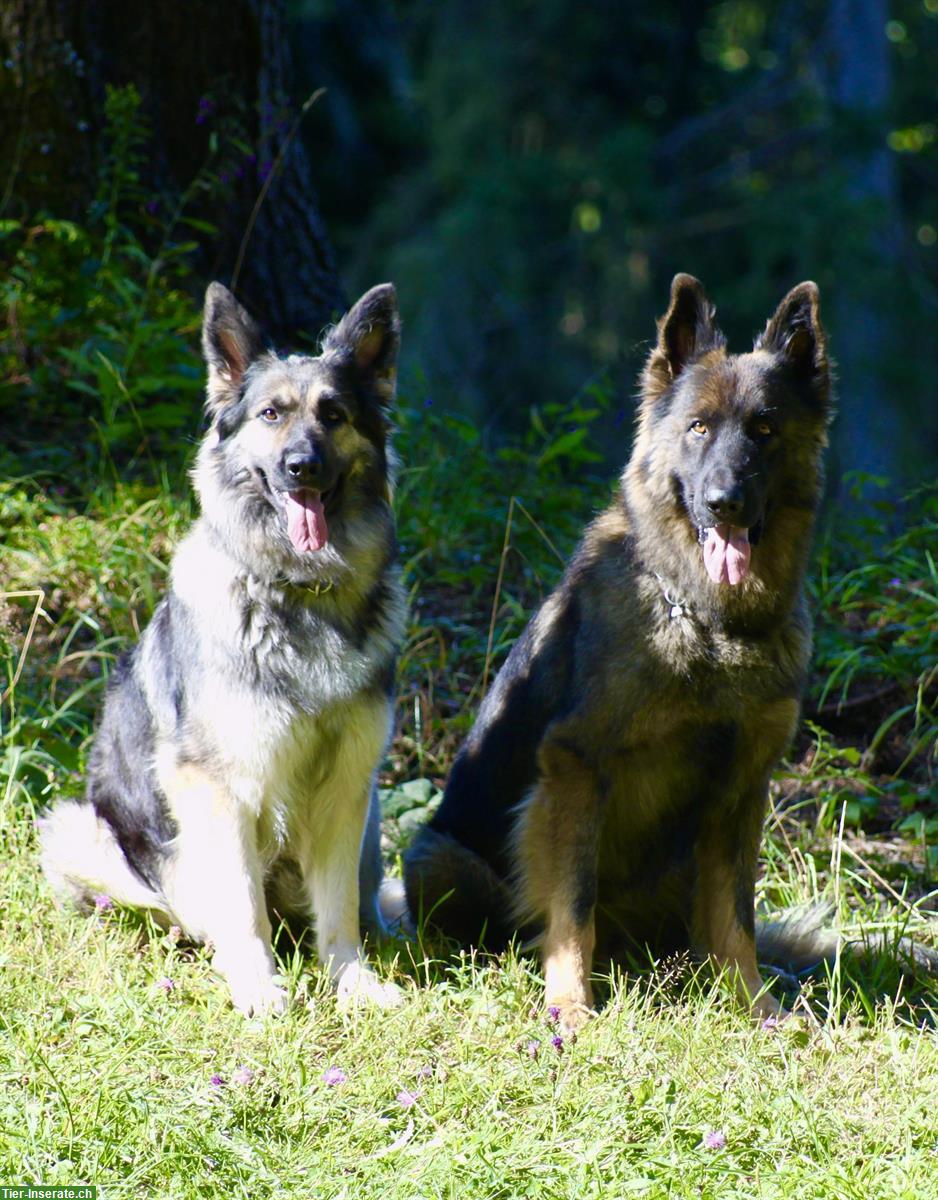 Altdeutsche Schäferhunde Welpen | Wurfankündigung