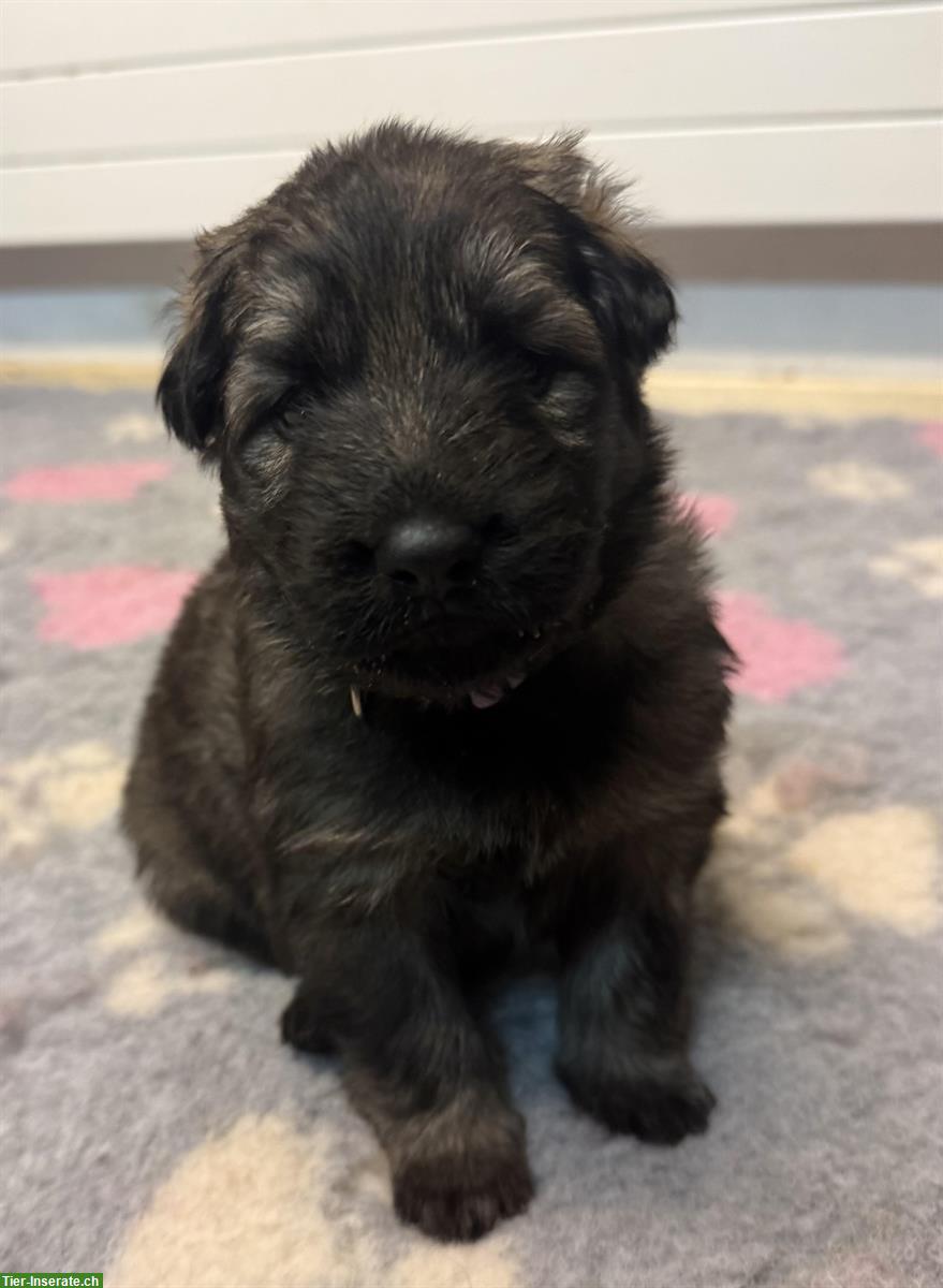 Bild 10: Altdeutsche Schäferhunde Welpen | Wurfmeldung