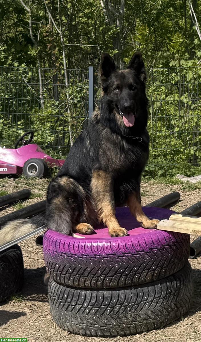 Bild 2: Altdeutsche Schäferhunde Welpen | Wurfankündigung