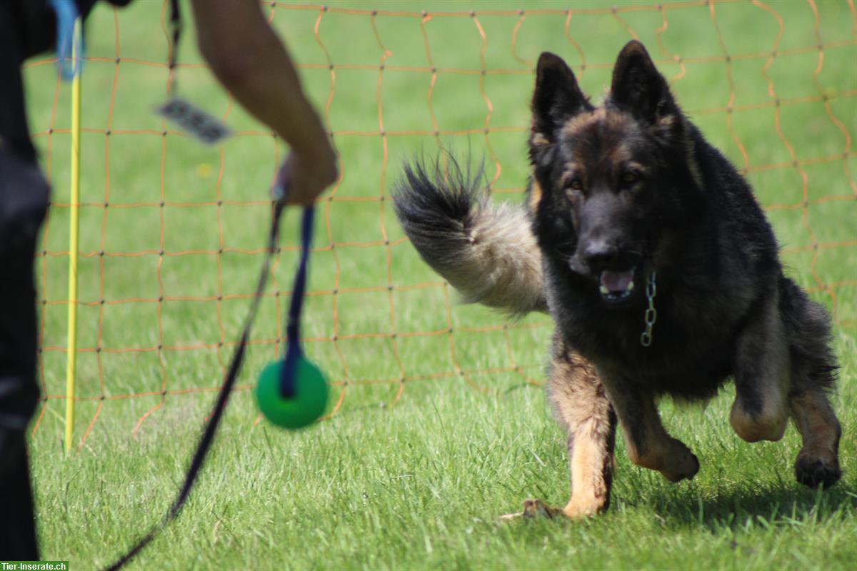 Bild 3: Altdeutsche Schäferhunde Welpen | Wurfankündigung