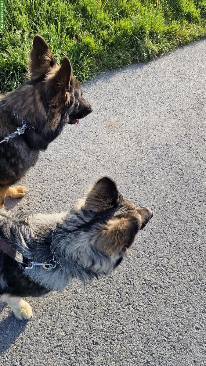 Bild 4: Altdeutsche Schäferhunde Welpen | Wurfankündigung