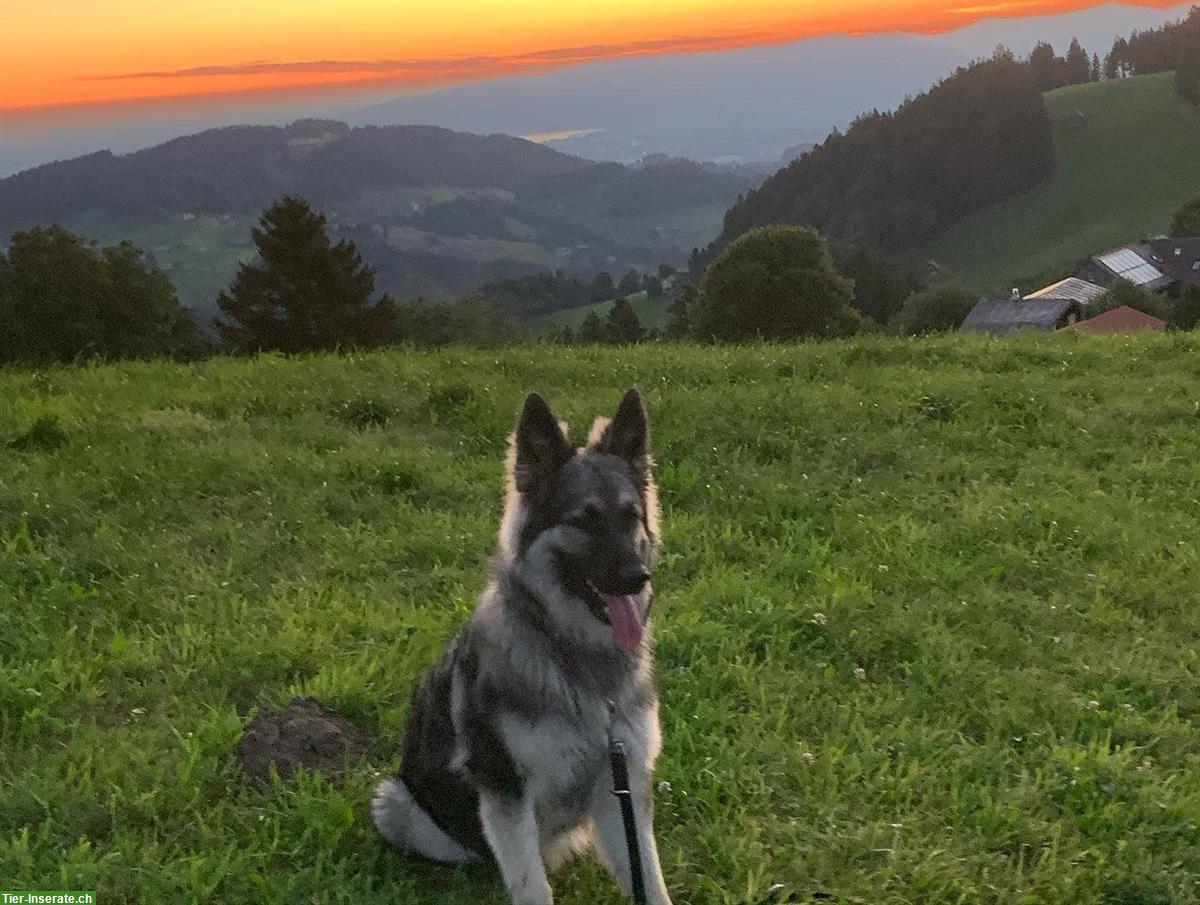 Bild 5: Altdeutsche Schäferhunde Welpen | Wurfankündigung