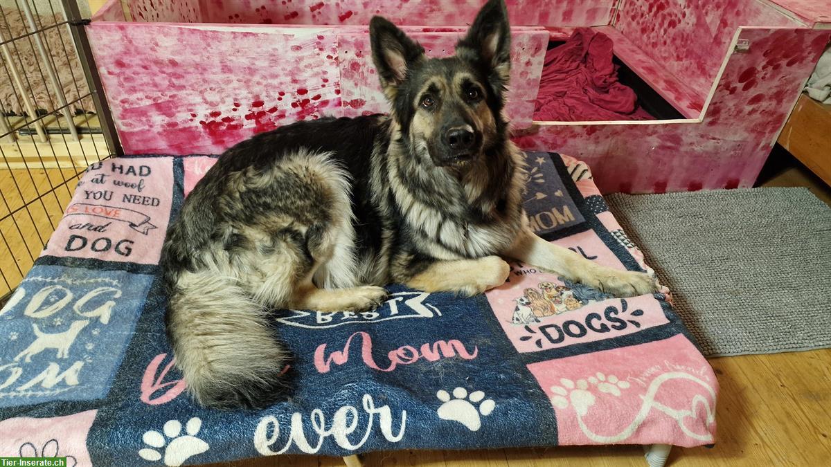 Bild 6: Altdeutsche Schäferhunde Welpen | Wurfankündigung