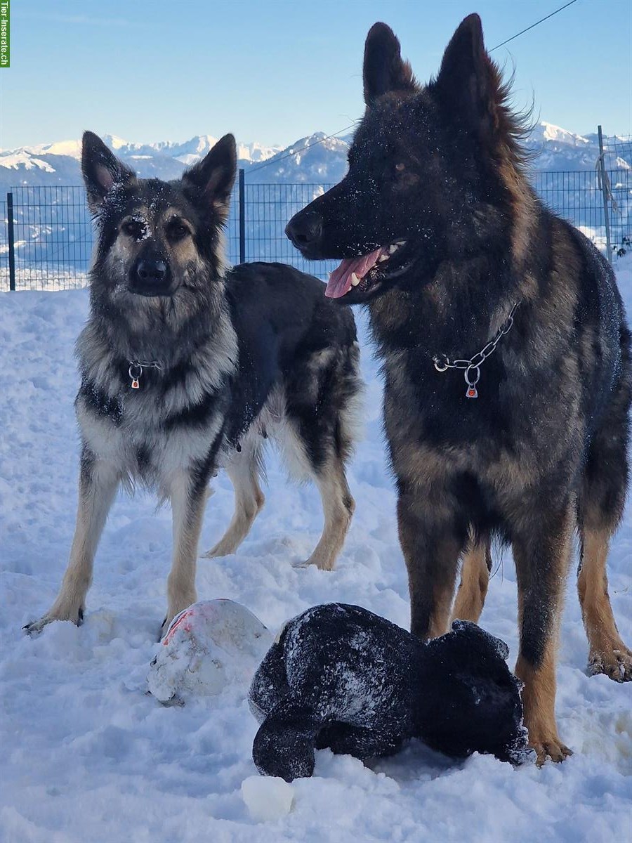 Bild 7: Altdeutsche Schäferhunde Welpen | Wurfankündigung