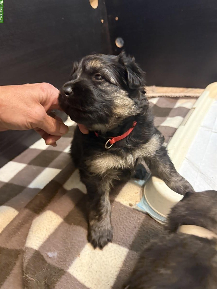 Bild 8: Altdeutsche Schäferhunde Welpen | Wurfmeldung