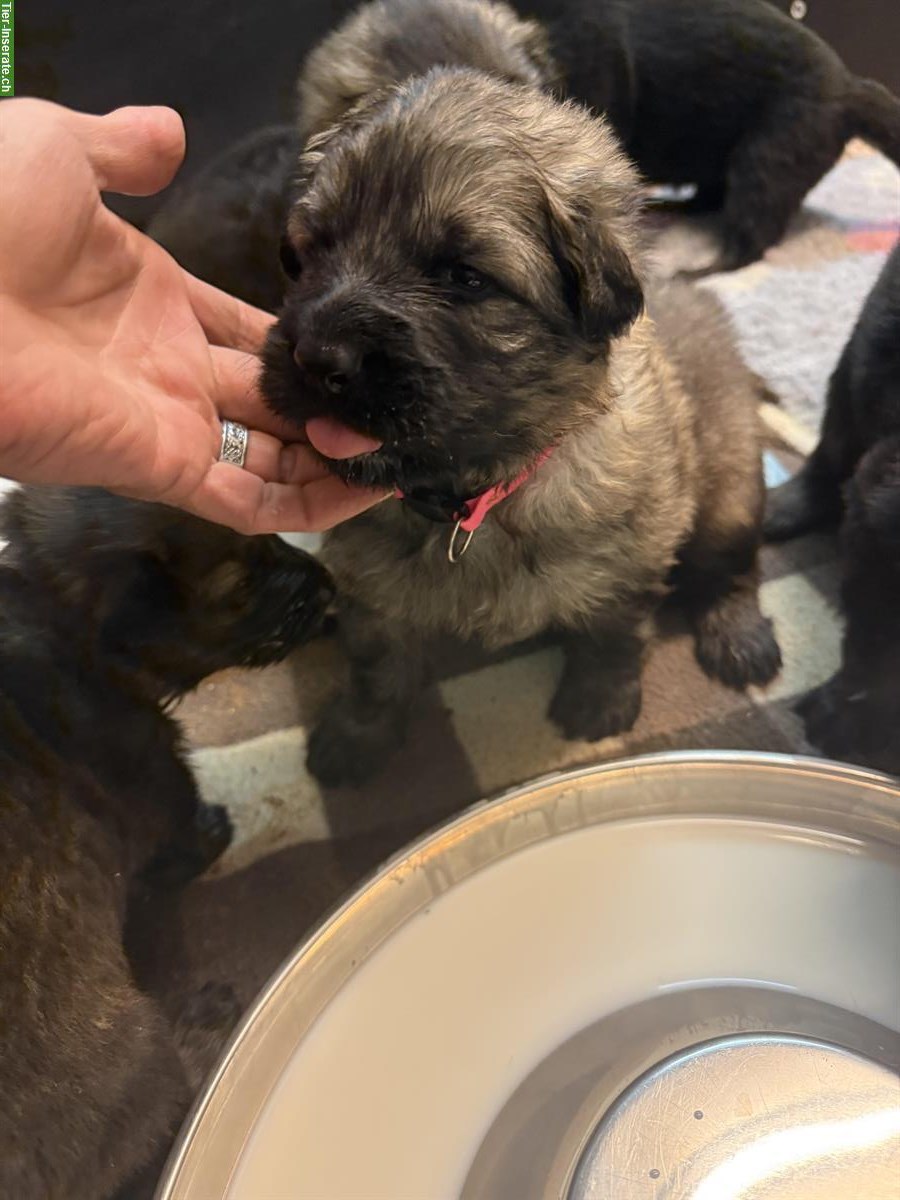 Bild 9: Altdeutsche Schäferhunde Welpen | Wurfmeldung
