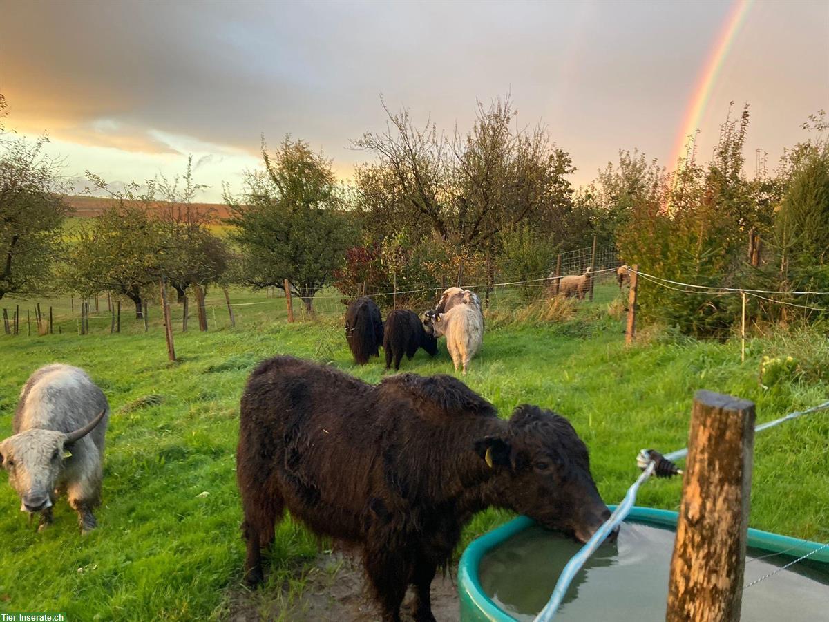 Yak Kuh mit Stierkalb zu verkaufen