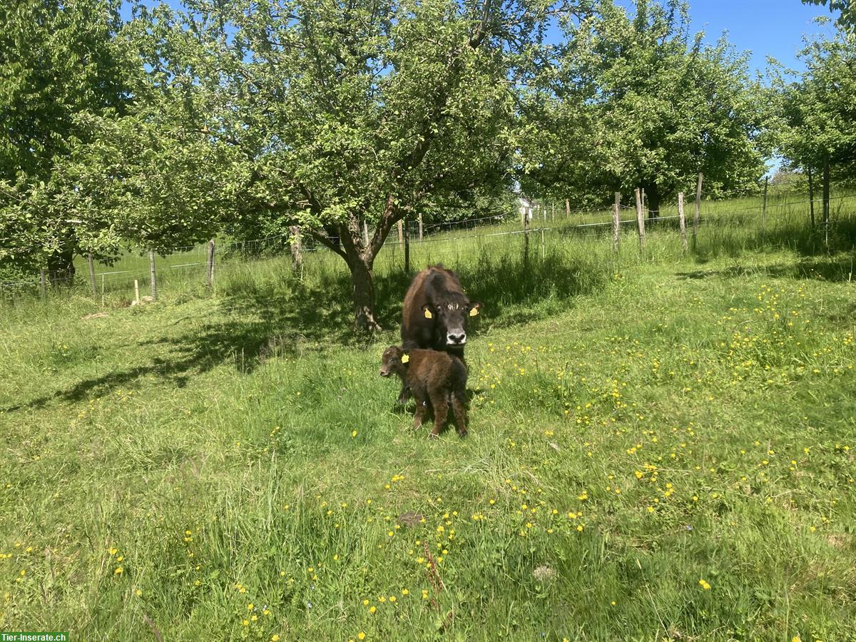Bild 2: Yak Kuh mit Stierkalb zu verkaufen