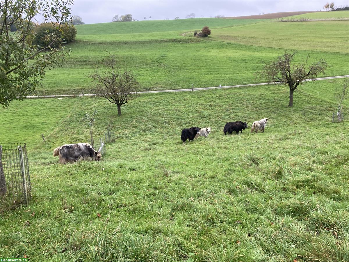 Bild 3: Yak Kuh mit Stierkalb zu verkaufen
