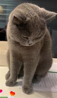 BKH Katze, 1,5-jährig, kastriert verkaufen