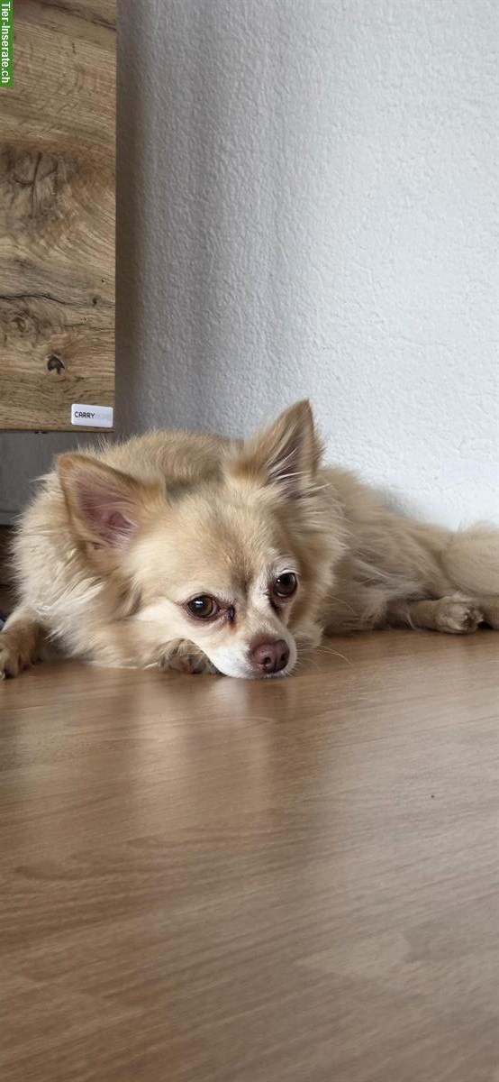 Chihuahua Rüde, 6-jährig, kastriert
