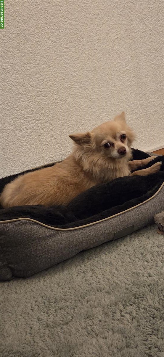 Bild 2: Chihuahua Rüde, 6-jährig, kastriert