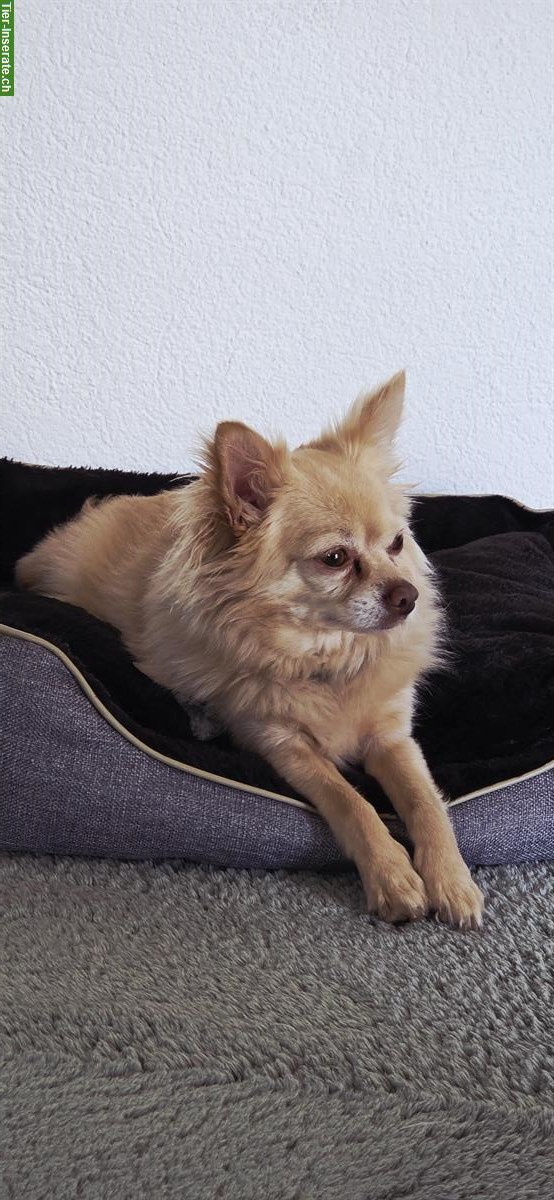 Bild 3: Chihuahua Rüde, 6-jährig, kastriert