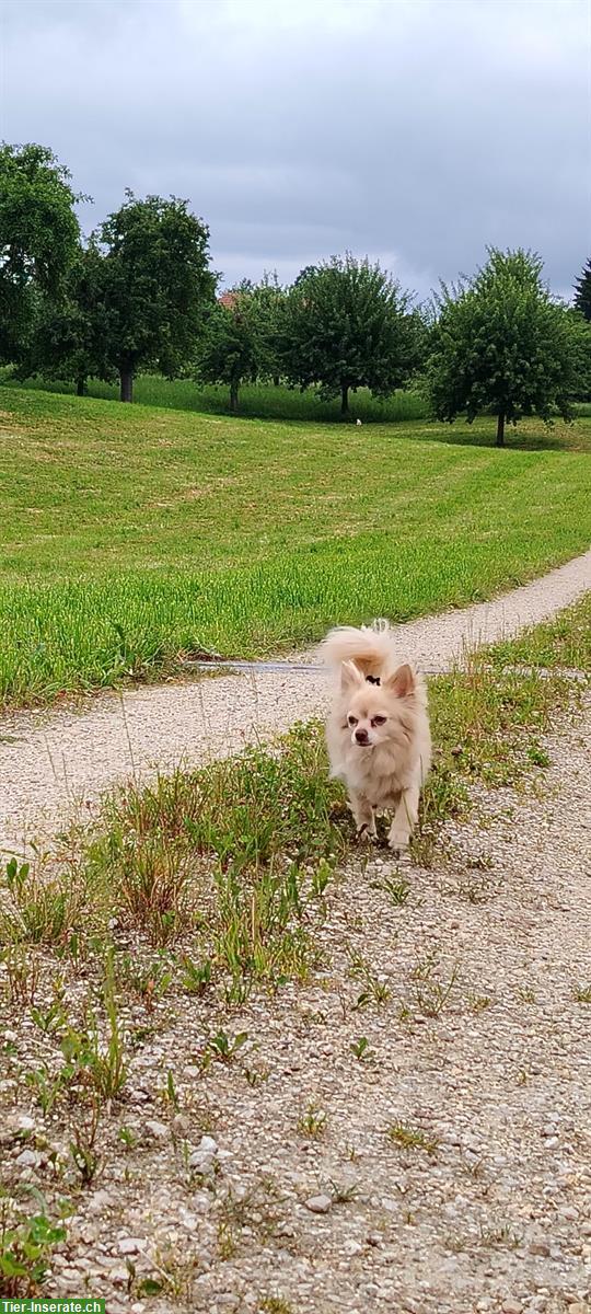 Bild 4: Chihuahua Rüde, 6-jährig, kastriert