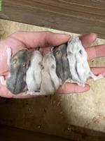 Dsungarische Zwerghamster Babys, sehr zutraulich