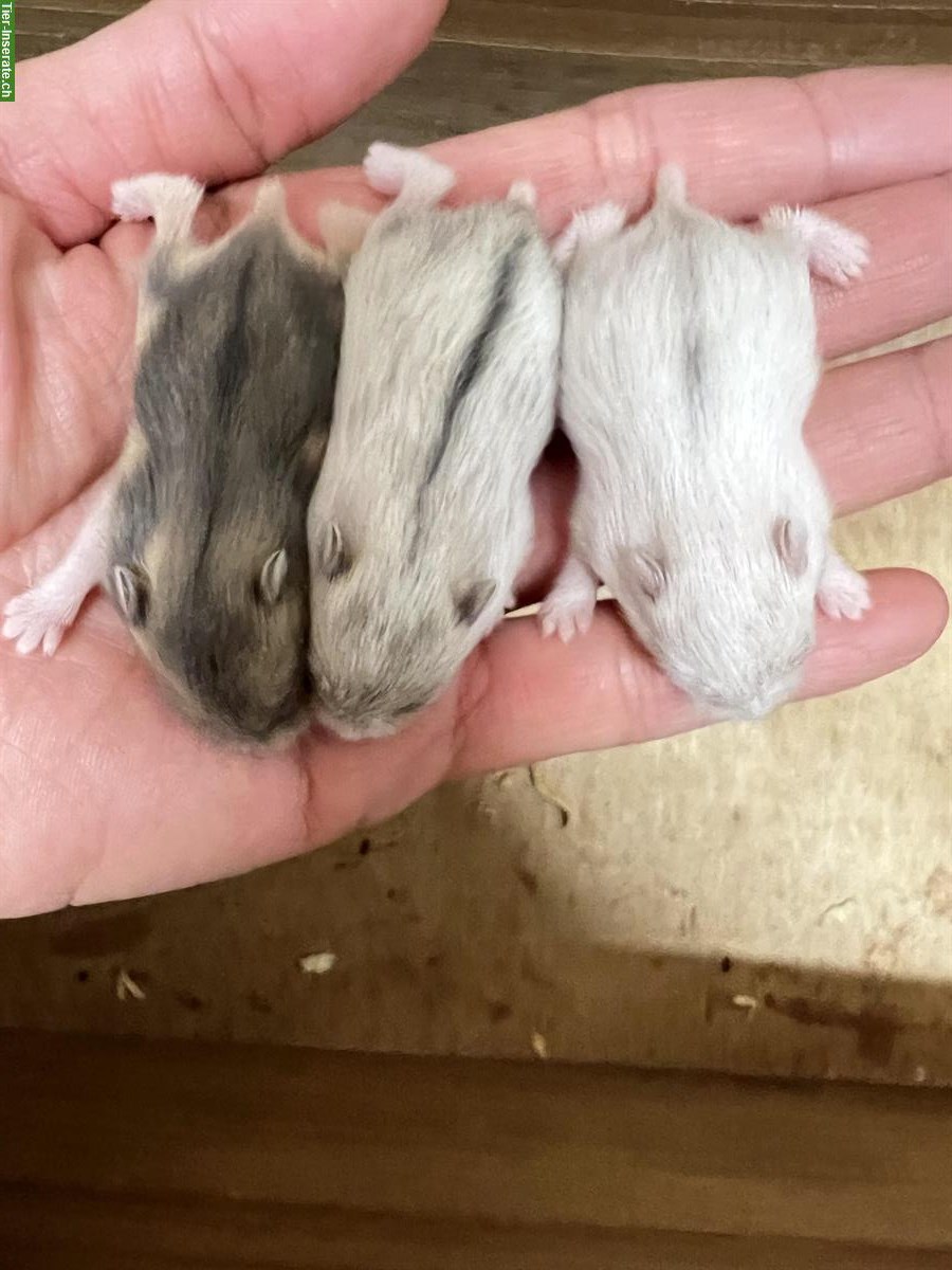 Bild 2: Dsungarische Zwerghamster Babys, sehr zutraulich