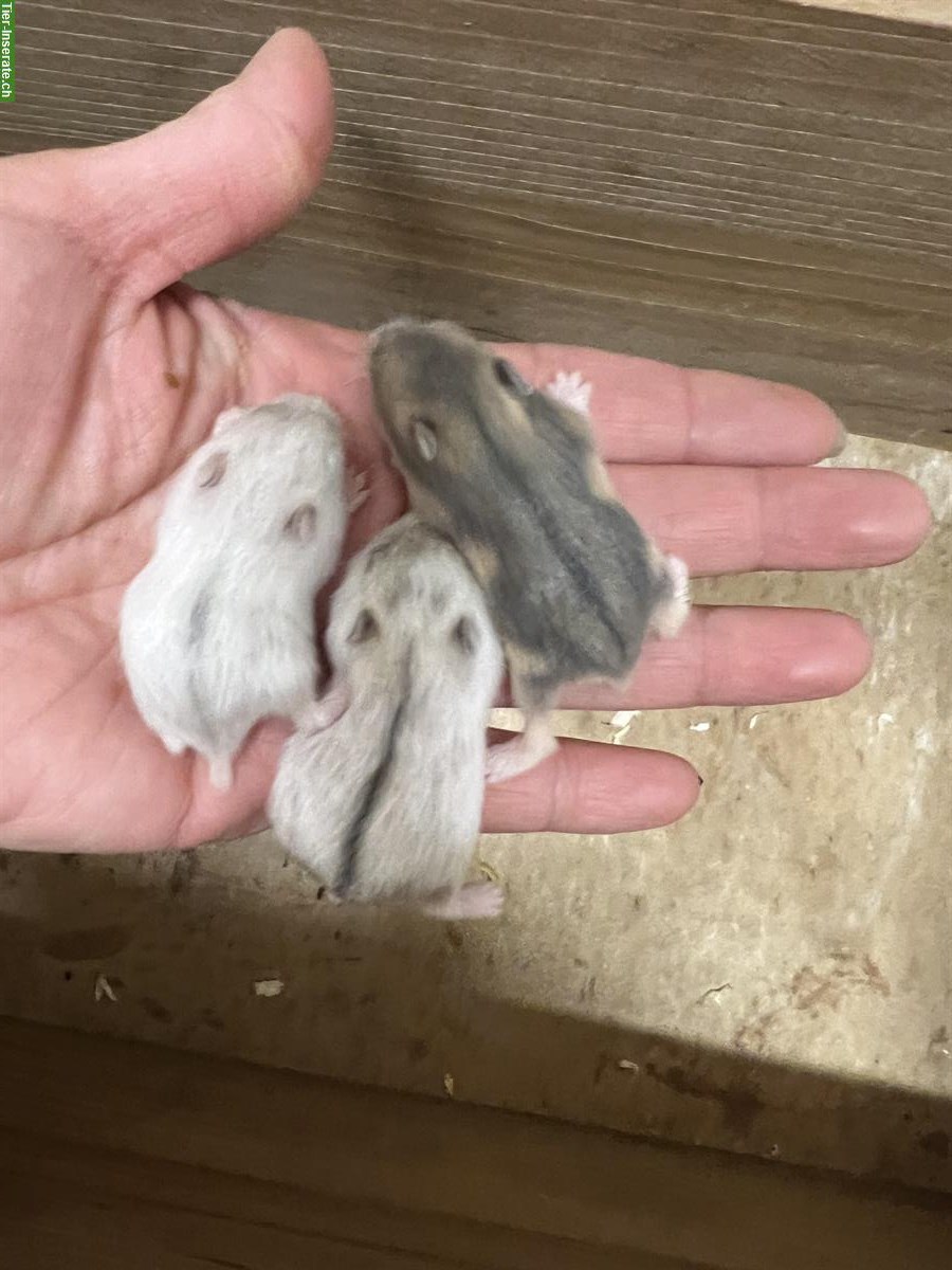 Bild 3: Dsungarische Zwerghamster Babys, sehr zutraulich