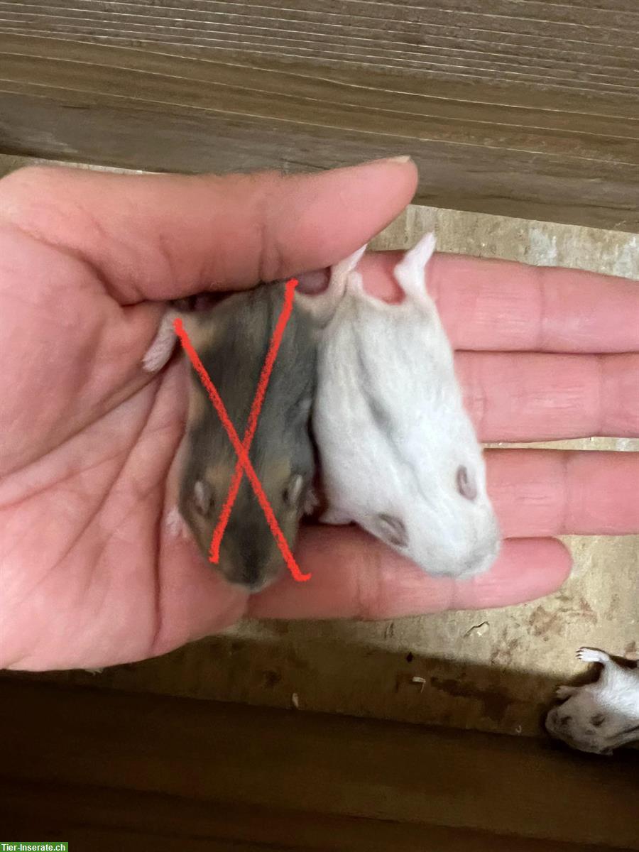 Bild 4: Dsungarische Zwerghamster Babys, sehr zutraulich