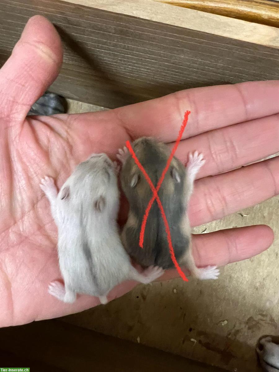 Bild 5: Dsungarische Zwerghamster Babys, sehr zutraulich