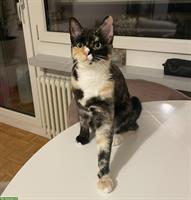 Dreifarbige Katze sucht liebevolles Zuhause mit Freigang