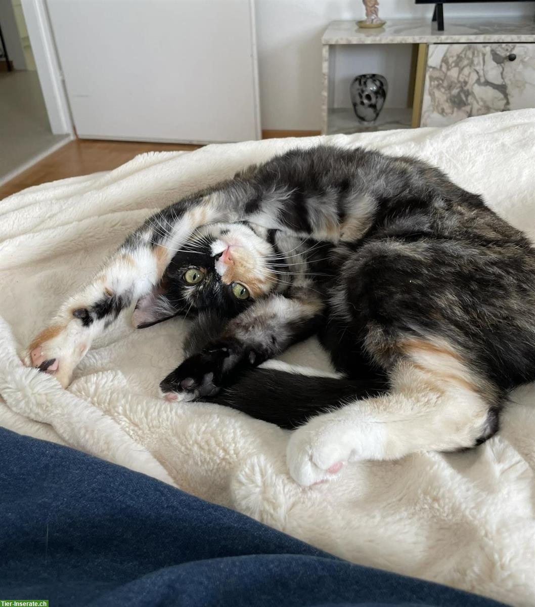 Bild 2: Dreifarbige Katze sucht liebevolles Zuhause mit Freigang